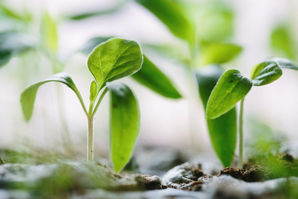 Thai Corporate Accelerator RISE raises US$8M Seed Round