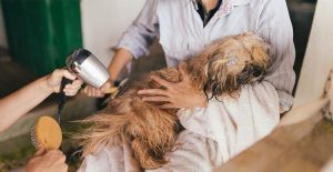 Top 5 Unique Pet Care Startups to Watch