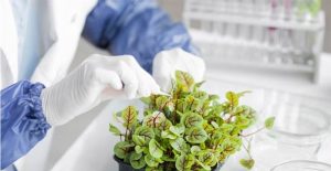 Is Genetically Modified Food