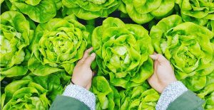 Aeroponics-and-Hydroponics-as-Sustainable-Solutions-for-Food-Scarcity